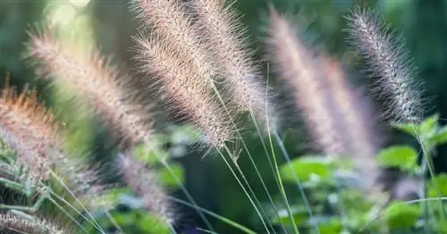 Pennisetum, ковыль щетинистый