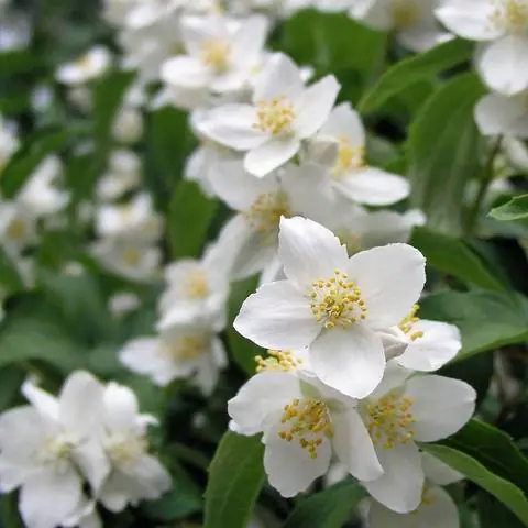 Цветы ложного апельсинового дерева Philadelphus
