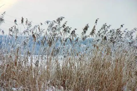 камыши зимой
