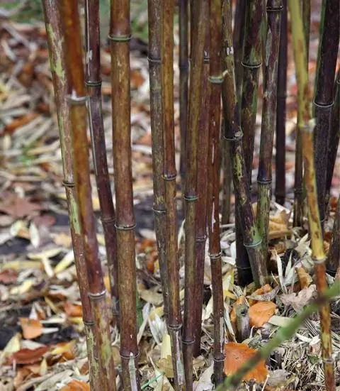 Phyllostachys nigra 'Борьяна'