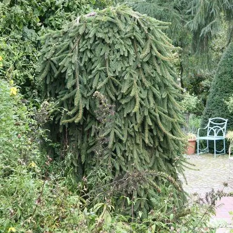 Сорт ели красной Picea abies 'Inversa'