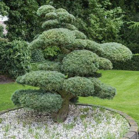 Топиарий, садовый бонсай Pinus parviflora 'Glauca'