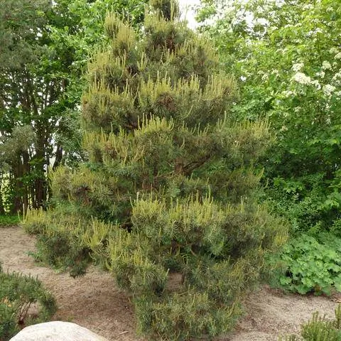 Сосна обыкновенная (Pinus sylvestris)