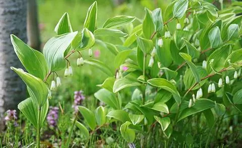Аромат Solomon Seal 'Variegatum'