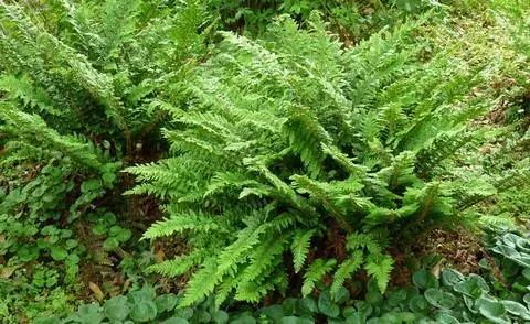 щитовой папоротник (Polystichum setiferum)