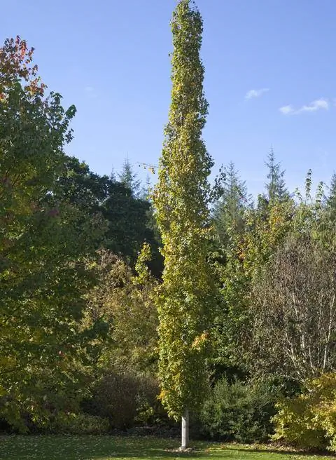 Тополь колоновидный (Populus tremula 'Erecta')