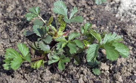 Лапчатка ползучая (Potentilla reptans)