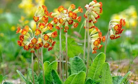 Primula veris 'Оттенки заката'