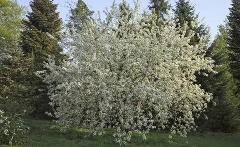 Каменная Висла, Вишня