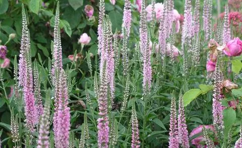 розовоцветущий сорт Veronica longifolia