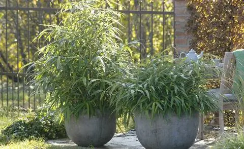 Pseudosasa japonica в кадках