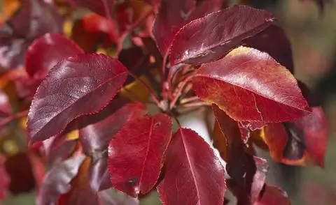 Осенние цвета Pyrus calleryana 'Chanticleer'