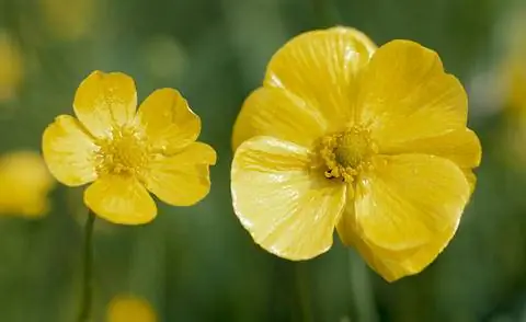 Ранункулюс лингва «Грандифлора»