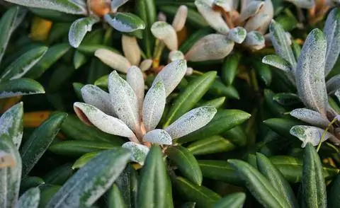 побеги с бело-серыми волосками на Rhododendron yakushimanum