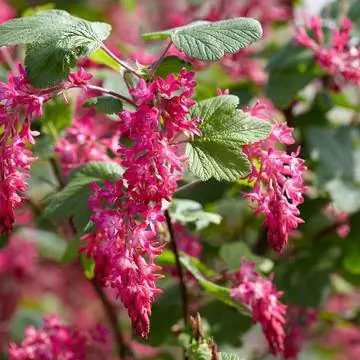 Кровавая смородина 'Pulborough Scarlet'