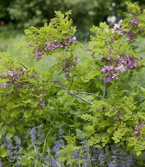 Цветы Robinia hispida 'Macrophylla'