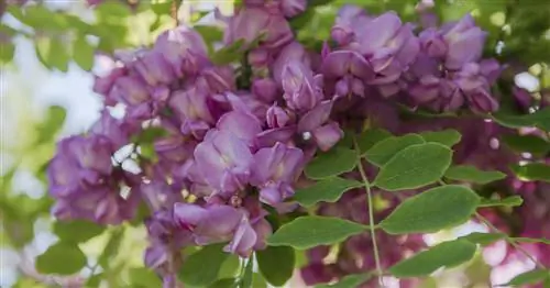 Щетинистая акация, щетинистая саранча 'Macrophylla