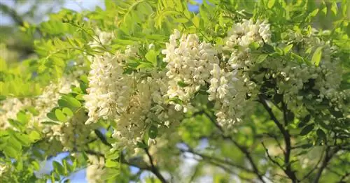 Робиния, ложная акация
