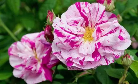 Галльская роза (Rosa gallica) Галльская роза (Rosa gallica)