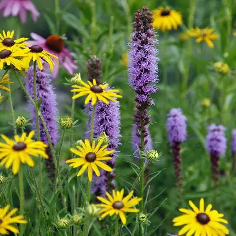 Эхинацея желтая (Rudbeckia fulgida var. sullivantii) и звездчатка пурпурная (Liatris spicata)