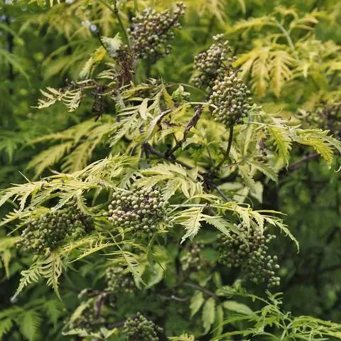 Красная бузина 'Plumosa Aurea'