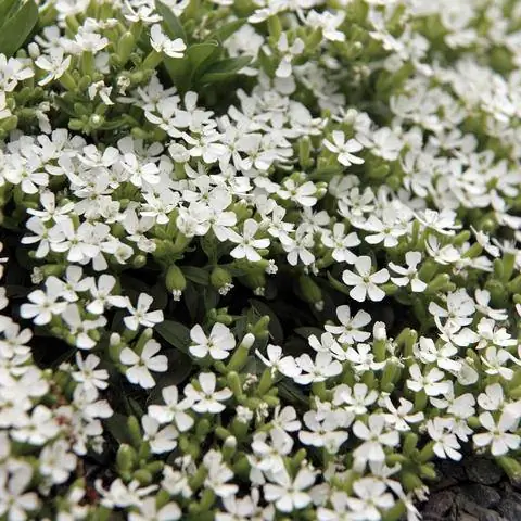Saponaria ocymoides 'Снежный кончик'