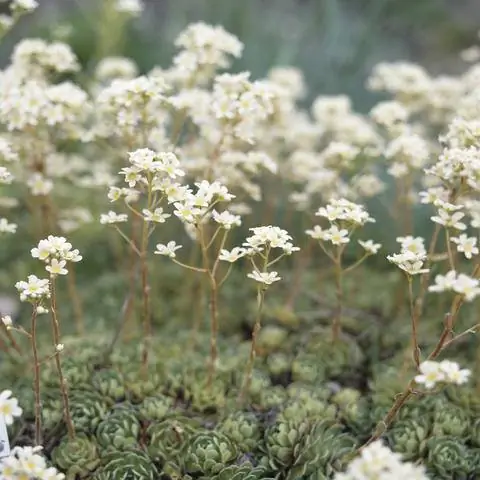 Цветущая метельчатая камнеломка (Saxifraga paniculata) Цветущая метельчатая камнеломка (Saxifraga paniculata)