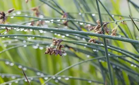 Цветки зеленого камыша (Schoenoplectus lacustris)