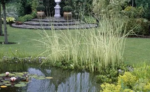 Schoenoplectus lacustris 'Albescens'