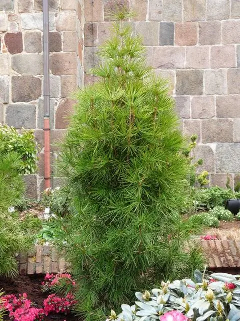 Зонтичная пихта (Sciadopitys verticillata)