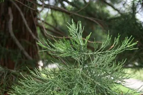 Листья секвойи