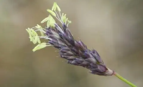 Цветущая синяя трава, Sesleria caerulea