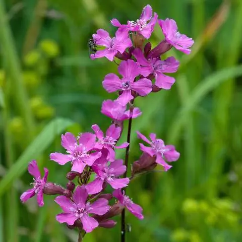 Цветы кувшинки обыкновенной (Silene viscaria) Цветы кувшинки обыкновенной (Silene viscaria)