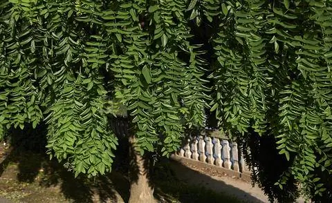 Сорт японского кордового дерева 'Pendula'