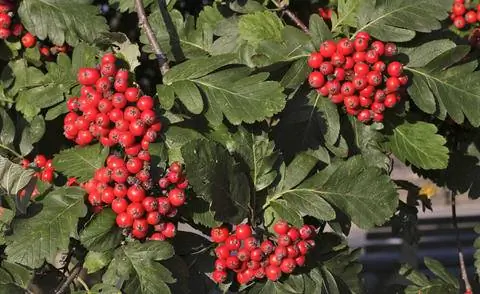 Плоды шведской белянки