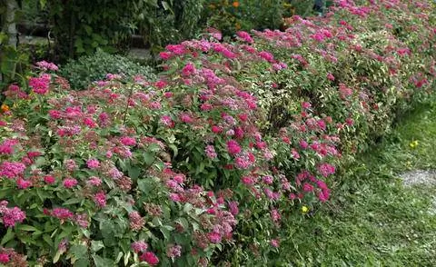 Сорт Sommerspare 'Anthony Waterer' в качестве цветущей живой изгороди Сорт Sommerspare 'Anthony Waterer' в качестве цветущей живой изгороди