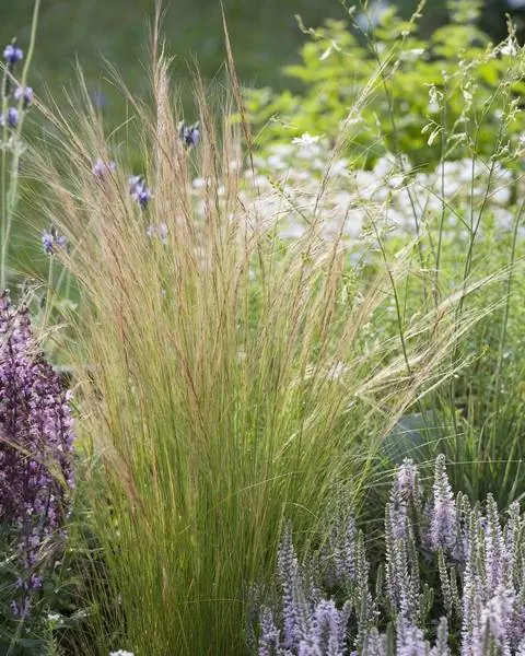 Трава адиантумная (Stipa pennata) предпочитает сухие места. Трава адиантумная (Stipa pennata) предпочитает сухие места.