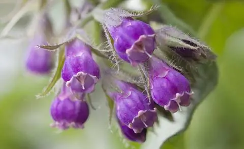 Цветущий окопник Symphytum officinale
