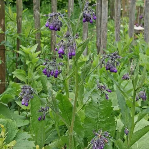 Окопник дачное садовое растение