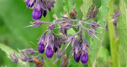 Окопник, Окопник