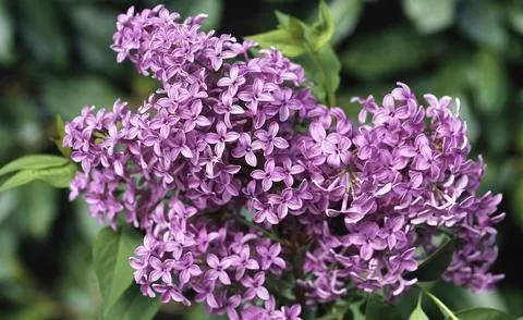 Syringa x chinensis Saugeana' Syringa x chinensis Saugeana'