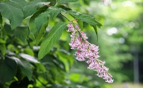 Лук сиреневые цветы
