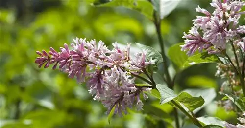 Висячая сирень, арочная сирень