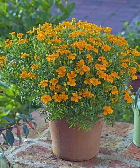 Бархатцы со специями в кастрюле