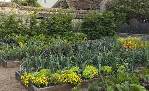 Приправленные бархатцы на овощной грядке