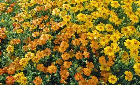 Смесь семян 'Starfire Mix'