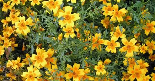 Пряные календулы