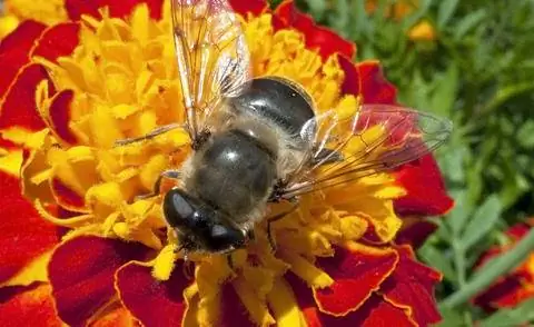 Пчел привлекают бархатцы