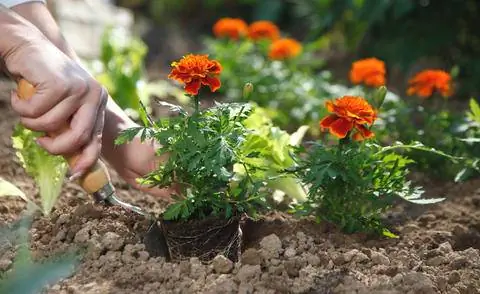 Бархатцы на огороде