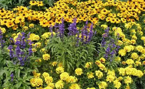 Бархатцы на летней клумбе